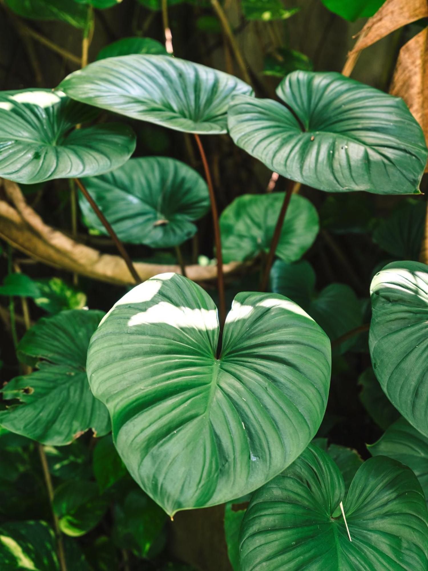 Mewali Villa'S Kuta  Ngoại thất bức ảnh